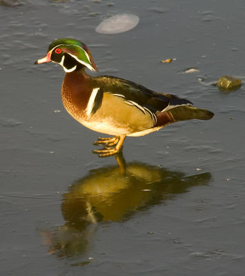 Male Wood Duck on Ice