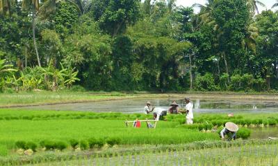 Padi field, Lombok, Indonesia