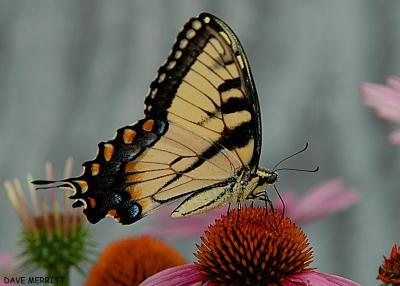 Tiger Swallowtail