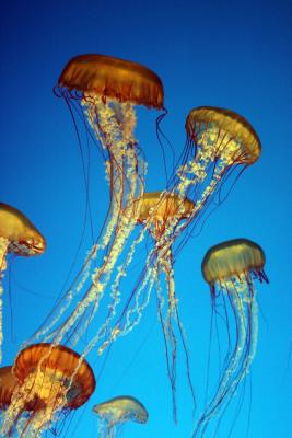 monterey_aquarium__pacific_grove