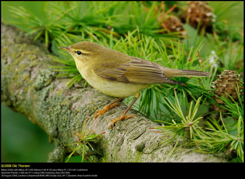 Willow warbler (Lvsanger / Phylloscopus trochilus)