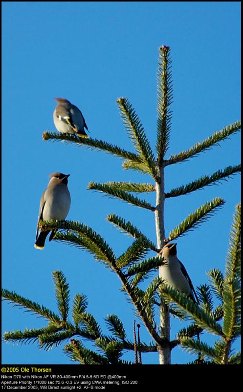 Waxwings (Silkehale / Bombycilla garrulus)