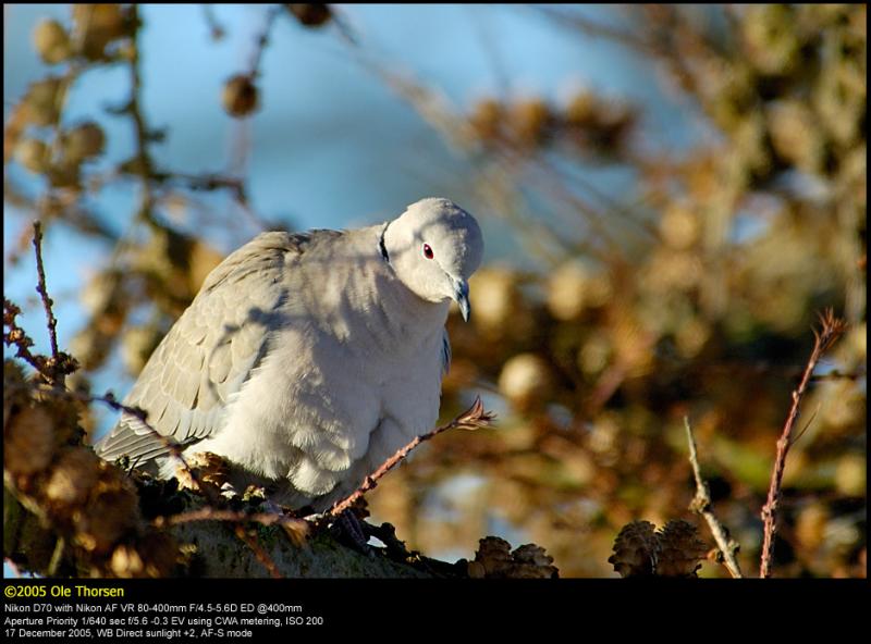 Collared dove (Tyrkerdue / Streptopelia decaocto)