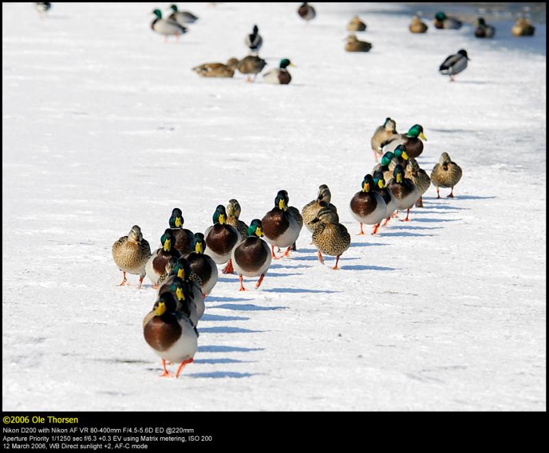 Mallard (Grand / Anas platyrhynchos)