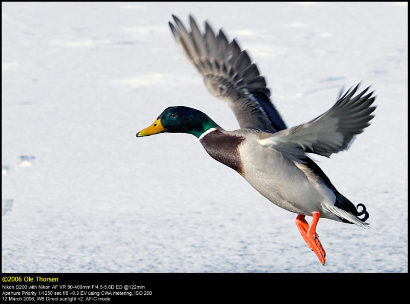 Mallard (Grand / Anas platyrhynchos)