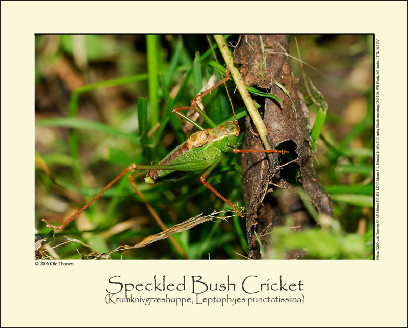 Speckled Bush Cricket (Krumknivgrshoppe / Leptophyes punctatissima)