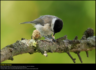 Marsh tit (Sumpmejse / Poecile palustris)