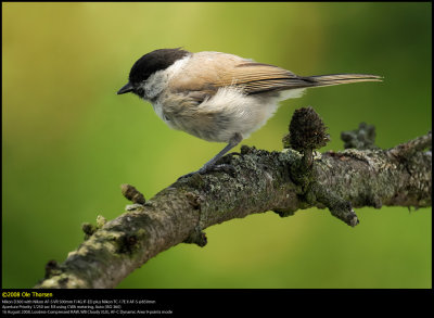 Marsh tit (Sumpmejse / Poecile palustris)