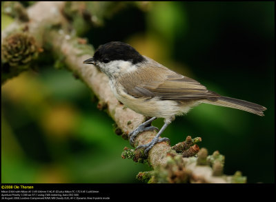 Marsh tit (Sumpmejse / Poecile palustris)