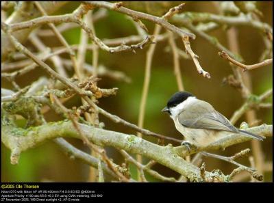 Marsh tit (Sumpmejse / Poecile palustris)