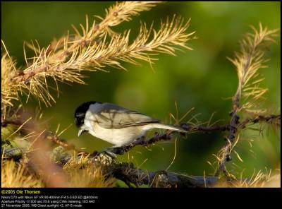 Marsh tit (Sumpmejse / Poecile palustris)