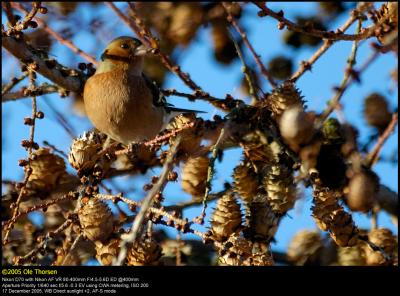 Chaffinch (Bogfinke / Fringilla coelebs)