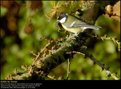 Great Tit (Musvit / Parus major)