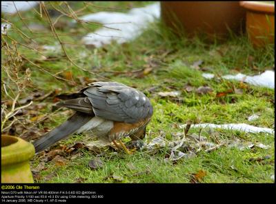 Sparrowhawk (Spurvehøg / Accipiter nisus)