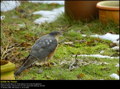 Sparrowhawk (Spurvehg / Accipiter nisus)