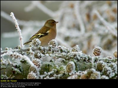 Chaffinch (Bogfinke / Fringilla coelebs)