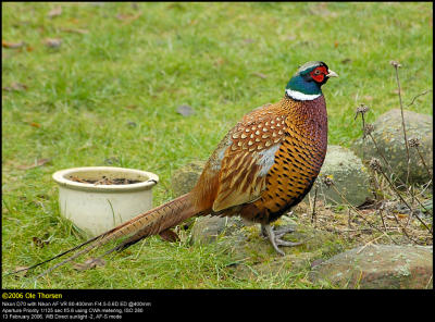 Pheasant (Fasan / Phasianus colchicus)