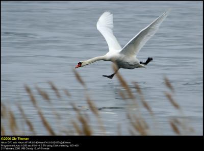 Mute swan (Knopsvane / Cygnus olor)