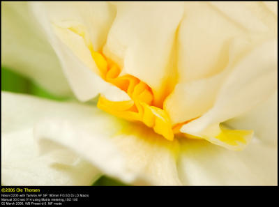 Double Daffodil (Dobbelt pinselilje / Narcissus Bridal Crown)