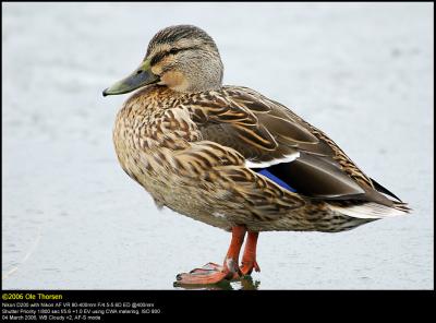 Mallard (Gråand / Anas platyrhynchos)