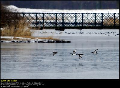 Tufted ducks (Troldand / Aythya fuligula)