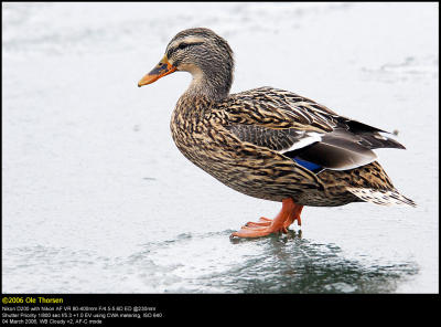 Mallard (Grand / Anas platyrhynchos)