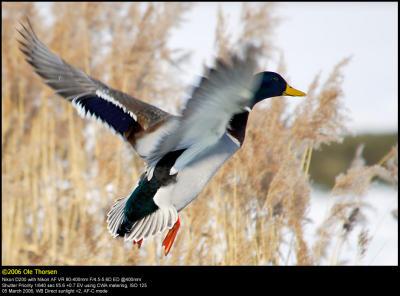 Mallard (Grand / Anas platyrhynchos)