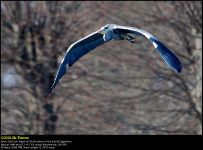 Grey heron (Fiskehejre / Ardea cinerea)