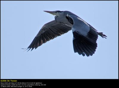 Grey heron (Fiskehejre / Ardea cinerea)