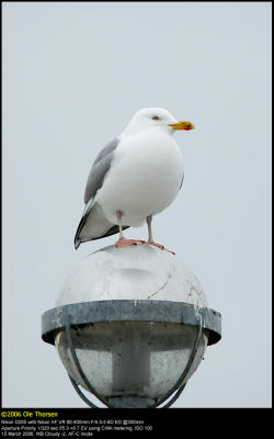 Herring Gull (Slvmge / Larus argentatus)