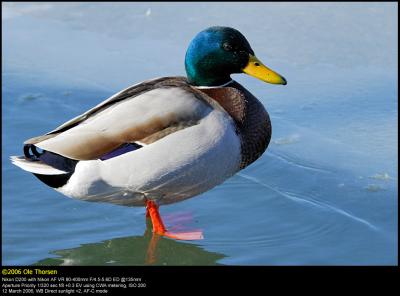 Mallard (Gråand / Anas platyrhynchos)