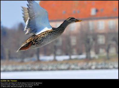 Mallard (Grand / Anas platyrhynchos)