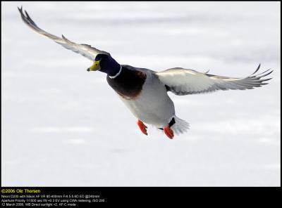Mallard (Gråand / Anas platyrhynchos)