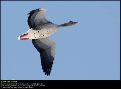 Greylag Goose (Grågås / Anser anser)