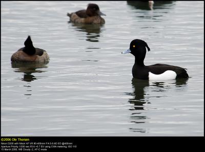 Tufted duck (Troldand / Aythya fuligula)