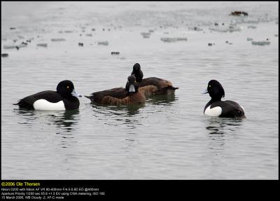 Tufted duck (Troldand / Aythya fuligula)