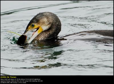 Cormorant (Skarv / Phalacrocorax carbo) #5