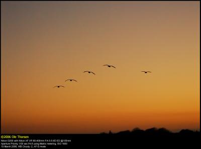 Flying home