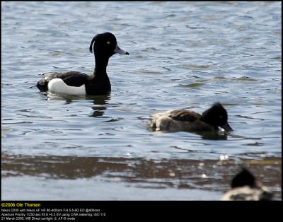 Tufted duck (Troldand / Aythya fuligula)