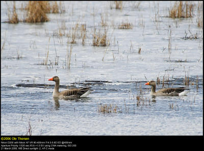 Greylag Goose (Grgs / Anser anser)