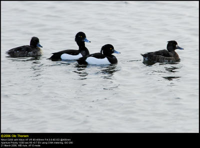 Tufted duck (Troldand / Aythya fuligula)