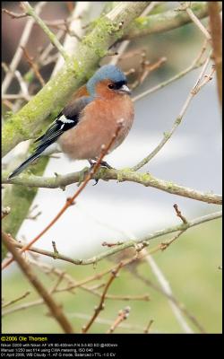 Chaffinch (Bogfinke / Fringilla coelebs)