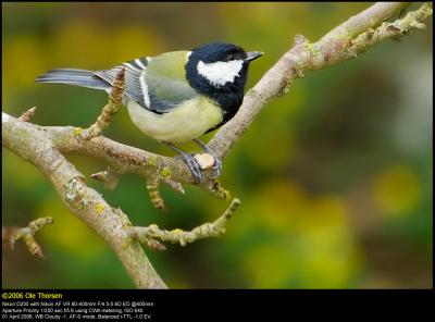 Great Tit (Musvit / Parus major)