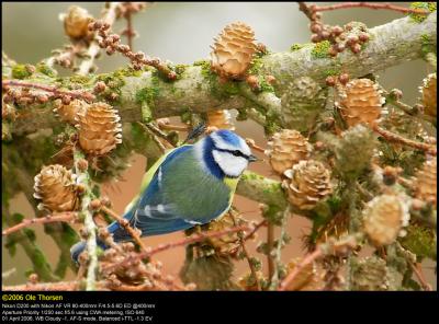 Blue tit (Blmejse / Cyanistes caeruleus)