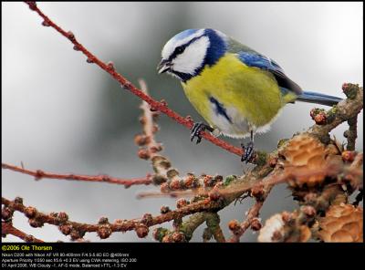Blue tit (Blåmejse / Cyanistes caeruleus)