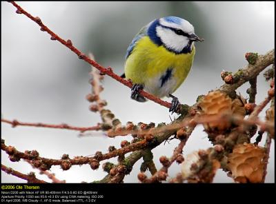 Blue tit (Blåmejse / Cyanistes caeruleus)