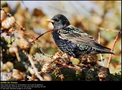 Starling (Str / Sturnus vulgaris)