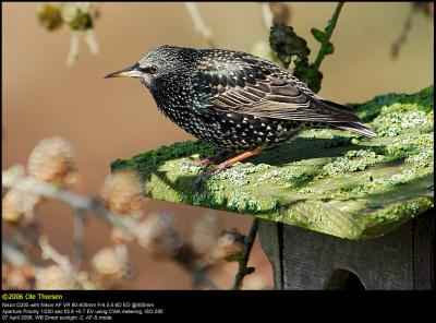 Starling (Str / Sturnus vulgaris)