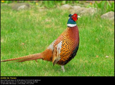 Pheasant (Fasan / Phasianus colchicus)