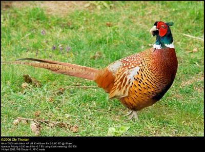 Pheasant (Fasan / Phasianus colchicus)